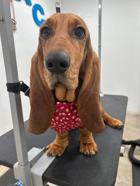 Gertie