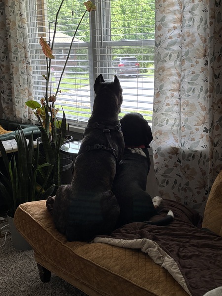 Leo and Kitty Sue