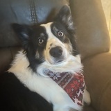 Entry image for Sassy