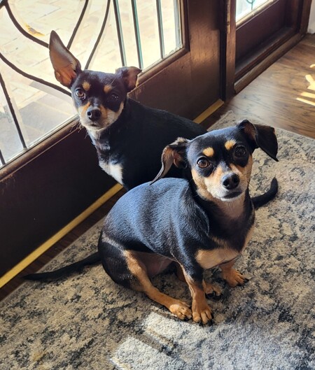 Chainsaw & Ruckus