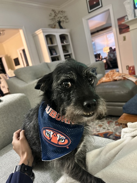 Buddy