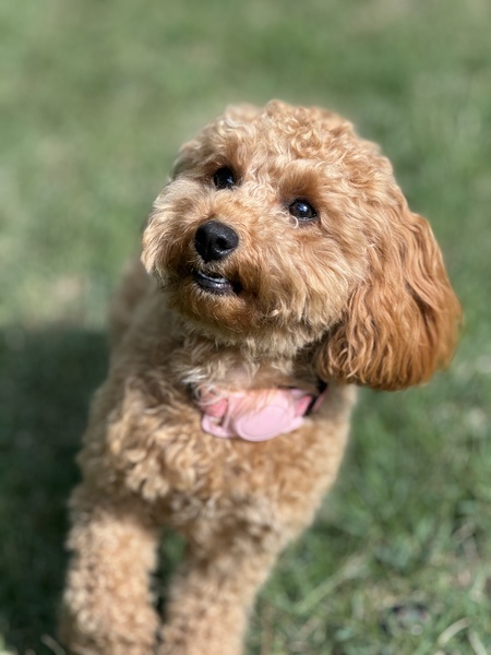 Marcie