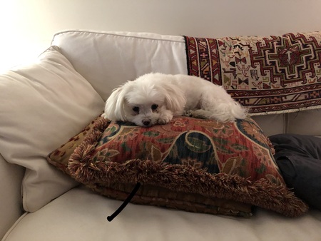 In Memory of Boo Boo   