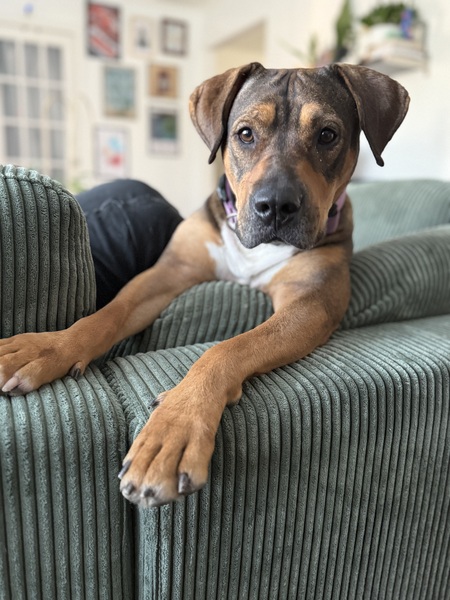 Jovi
