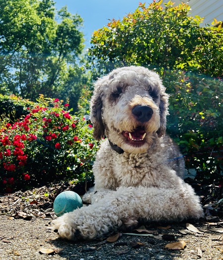 Harvey