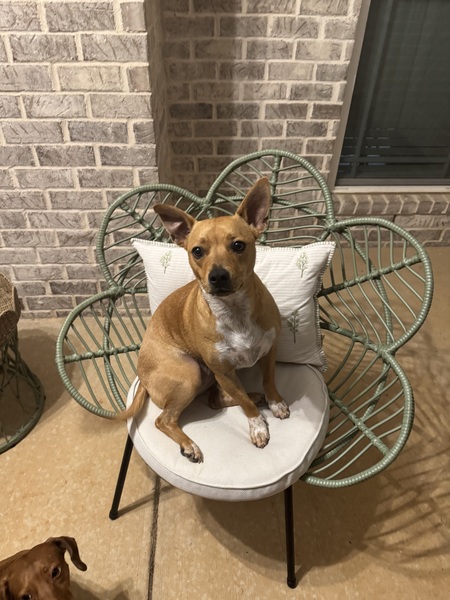 In Memory of Honey