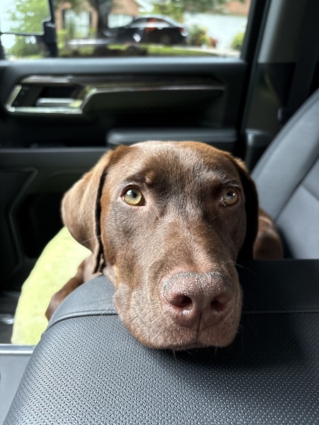 Beau