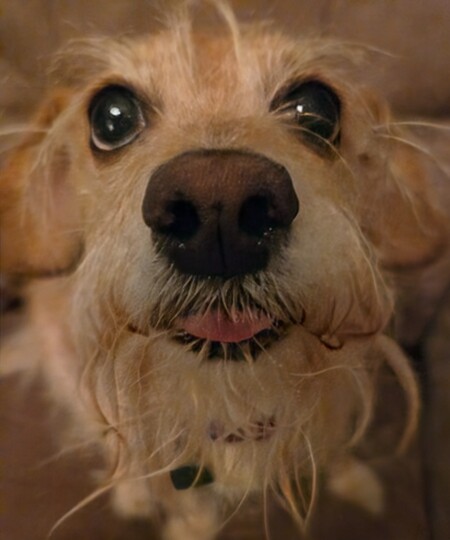 In Memory of Lily