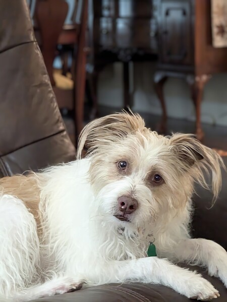 Moxie