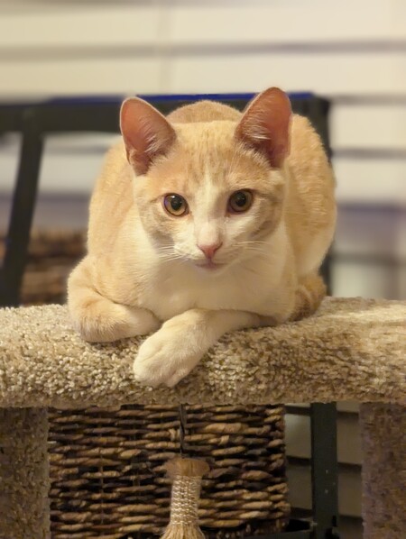 Sammy