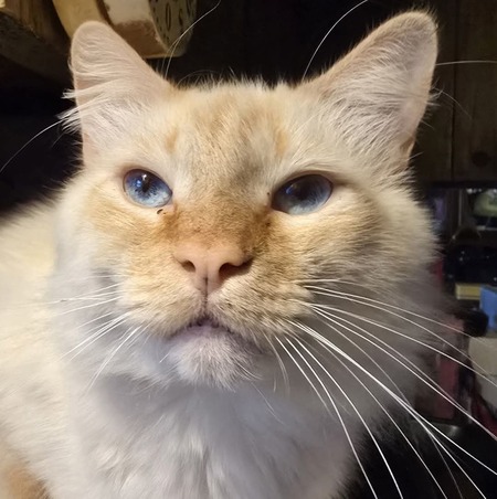 Simon