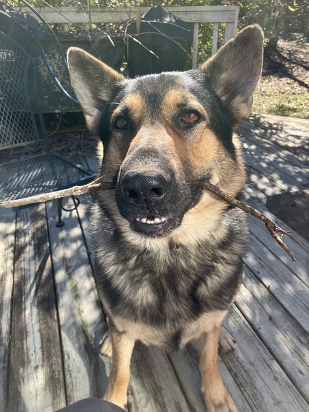 Finn