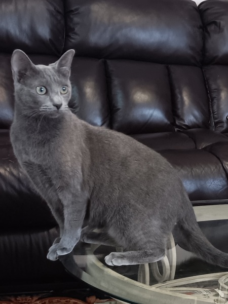 Blue Belle 