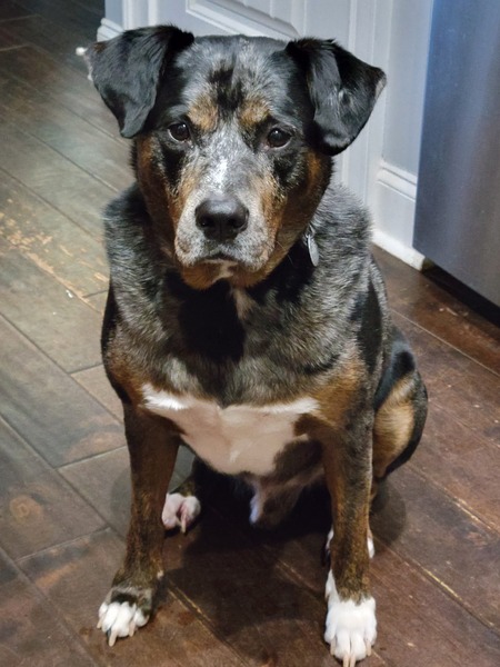 Koda