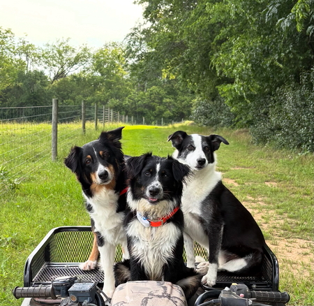 Addie Mae, Millie Sue, and Nellie