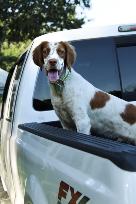 In loving memory of Rusty