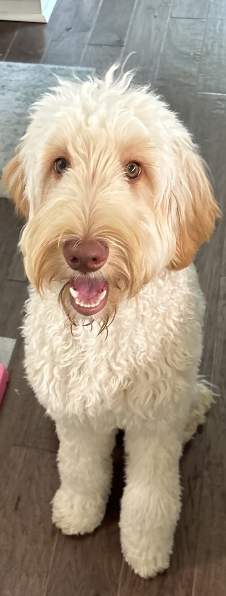 Lily 