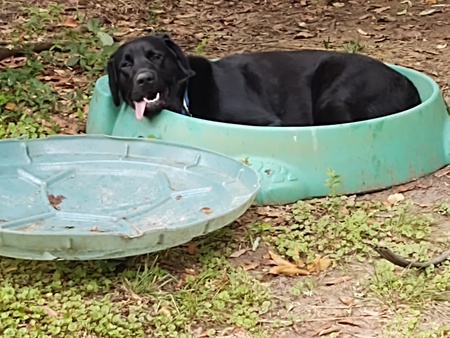Duke