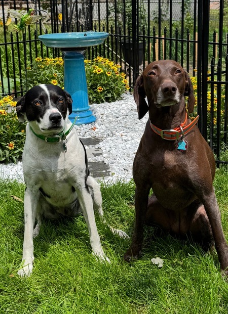 Daisy and Lillie