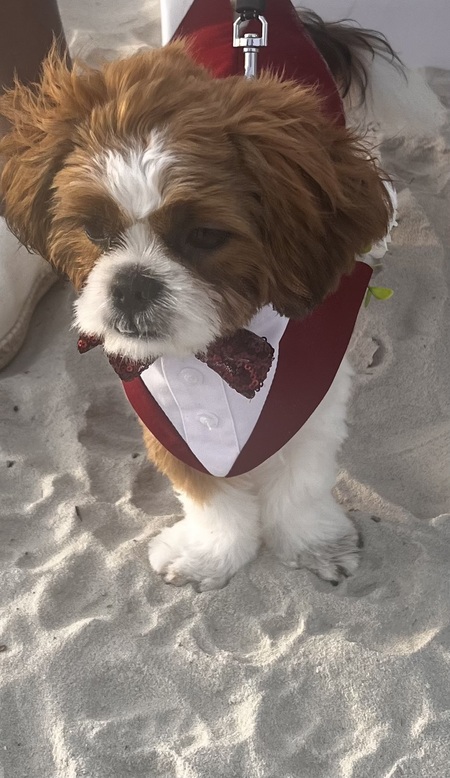  Teddy