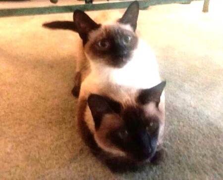 Sassy on top of Benji