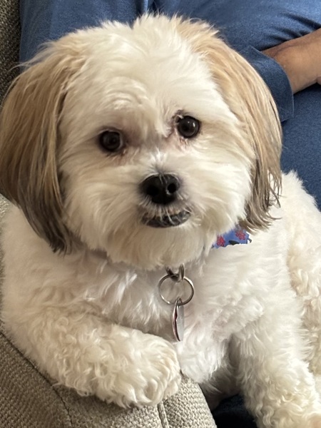 Sully