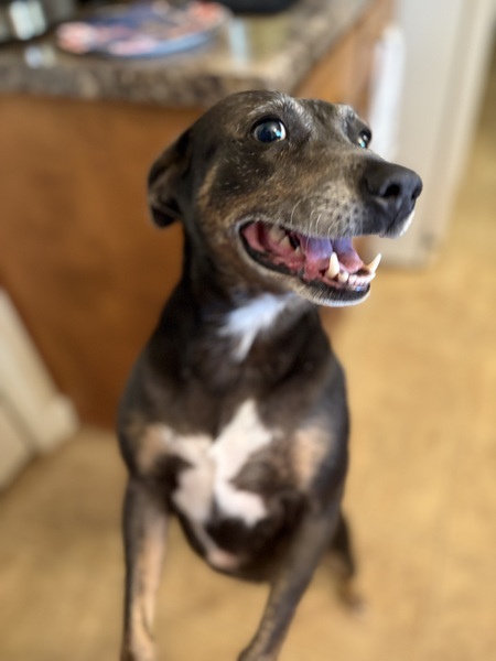 Cocoa