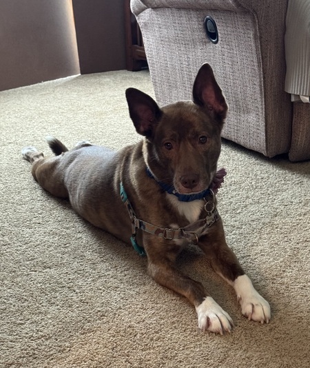 Maizey