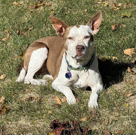Dottie
