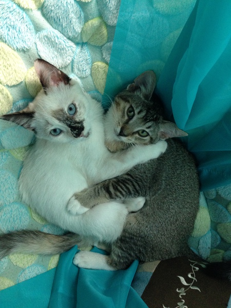 Mocha & Totoro