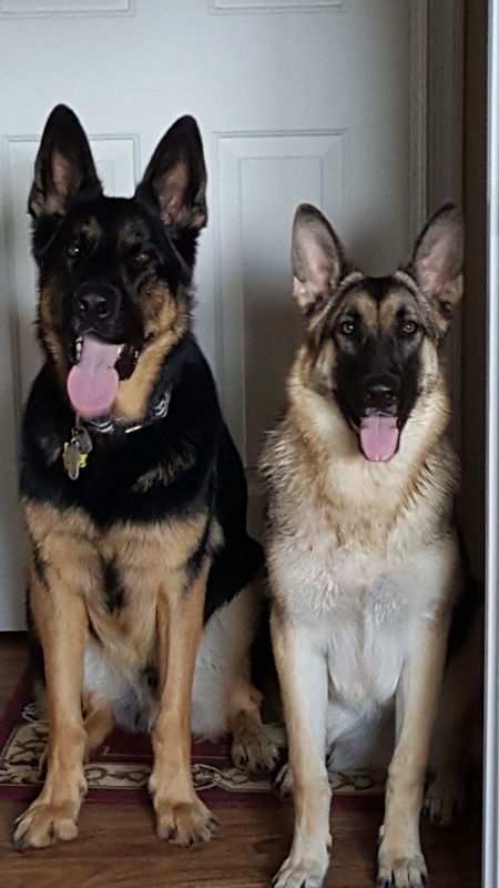 Cash and Rogue