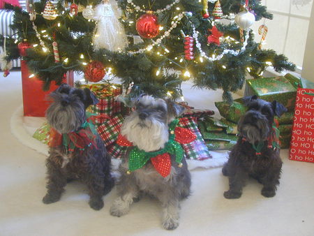 Ziva, Jasmine and Mika
