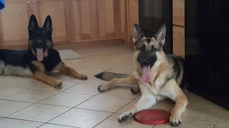 Cash and Rogue