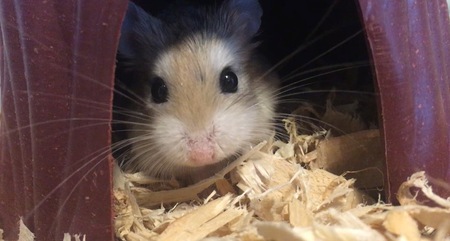Cheerio 