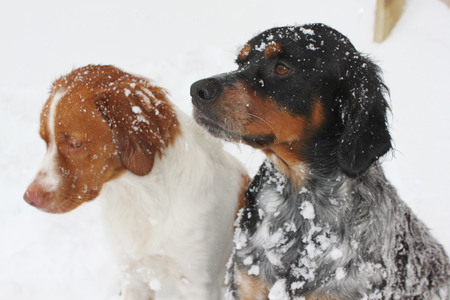 Darcy and Bingley
