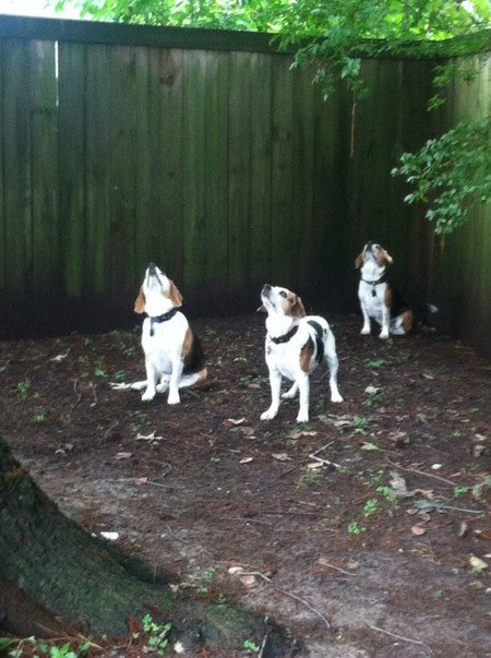 Peyton, Cooper and Jack