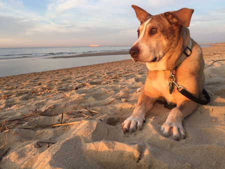 Koa