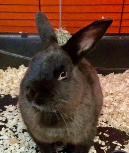 Thumper 