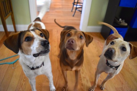 Remmy, Macie, and Louie