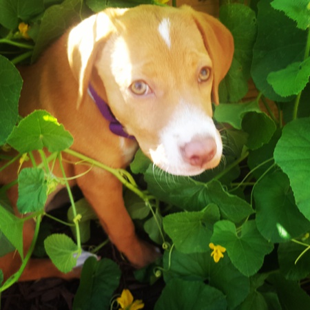 Oakley 