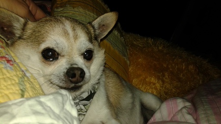 coco