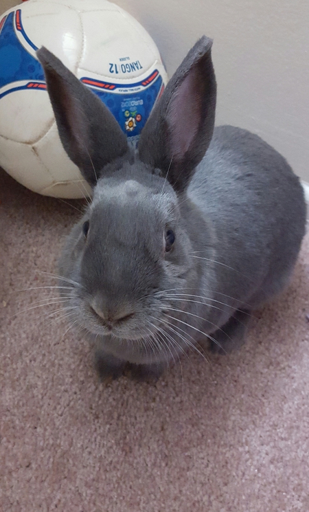 Mr. Walter