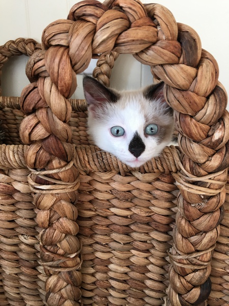 Ziggy