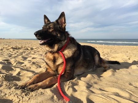 Nala