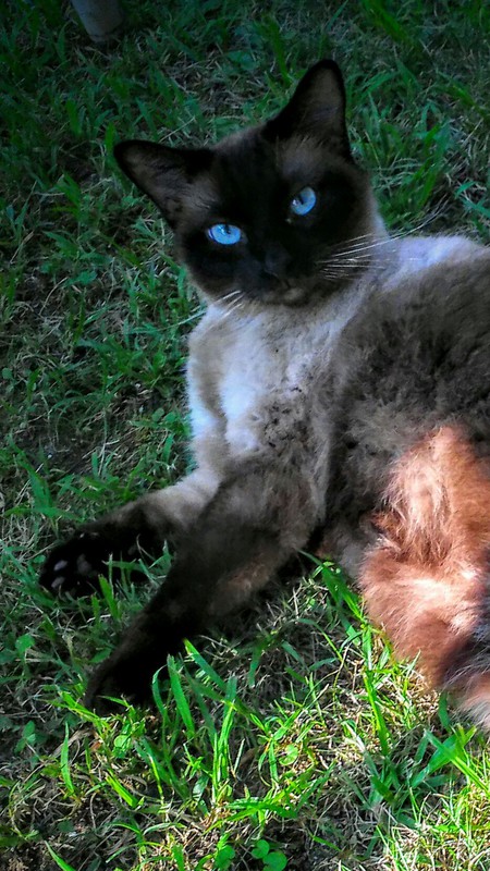 Coco