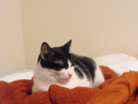 Jasmine
