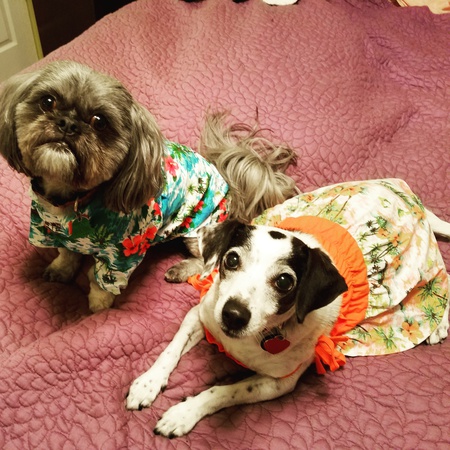 Gucci and Bessie - ready for the beach!
