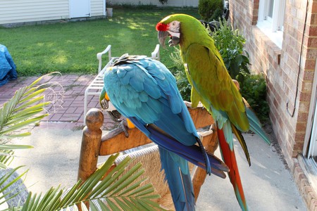 Goldie & Cappie