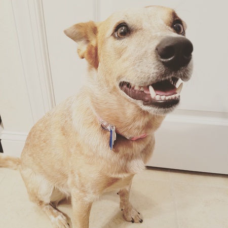 Bailey Bones