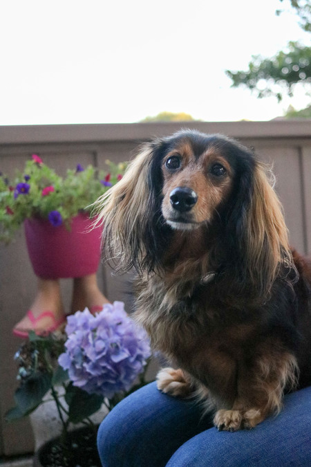 Roxy